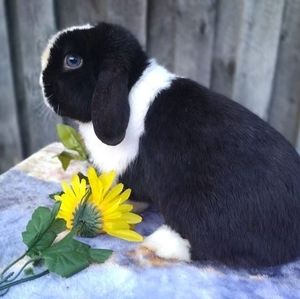 Meet your Posher, Autumn